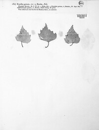 Erysibe guttata image